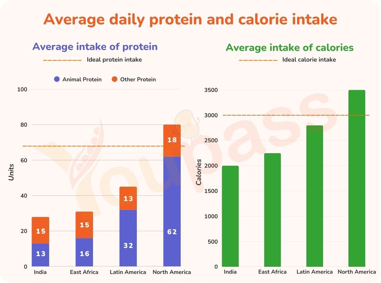Youpass Ielts Writing Task 1 Protein and Calorie