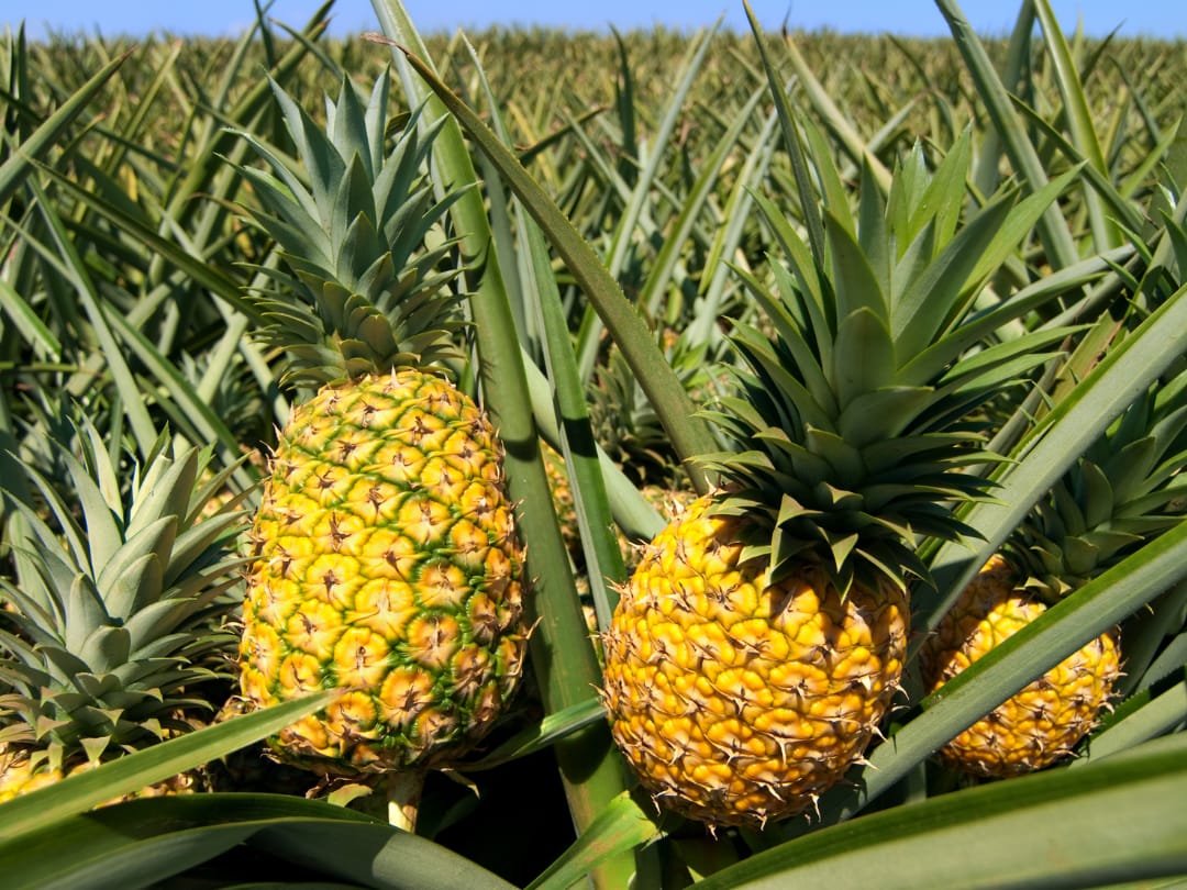 sample dạng Process đề Pineapple Production Steps