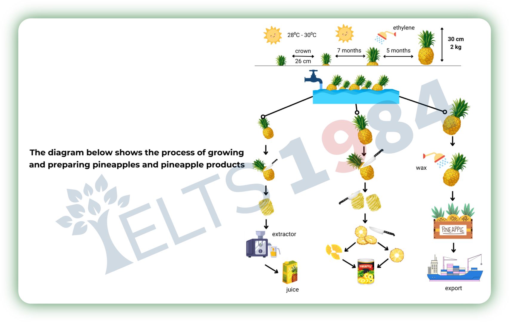 sample dạng Process đề Pineapple Production Steps