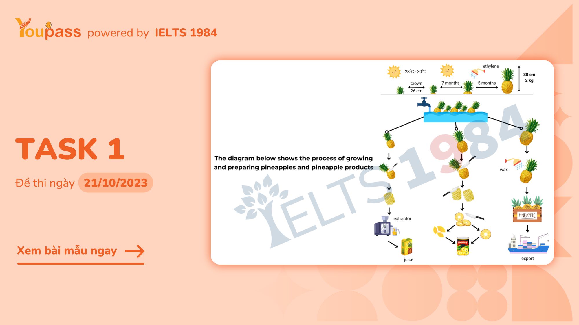 sample dạng Process đề Pineapple Production Steps